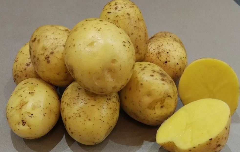 Сорт картофеля гала характеристика и описание сорта фото